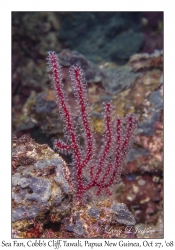 Sea Fan