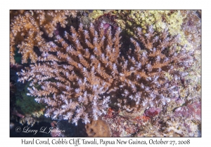 Hard Coral