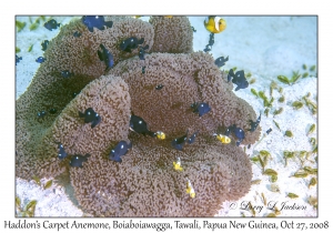 Haddon's Carpet Anemone