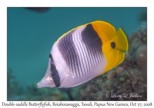 Double-saddle Butterflyfish