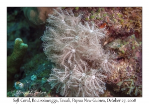 Soft Coral