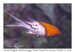 Lyretail Hogfish