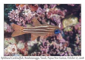 Splitband Cardinalfish