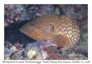 Bluespotted Grouper