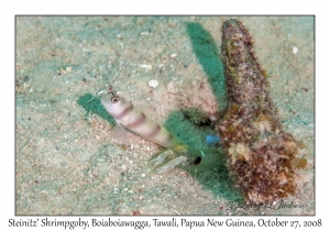 Steinitz' Shrimpgoby