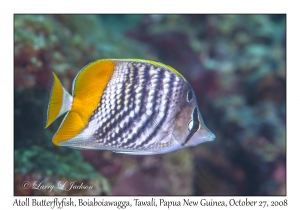 Atoll Butterflyfish