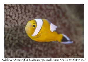 Saddleback Anemonefish