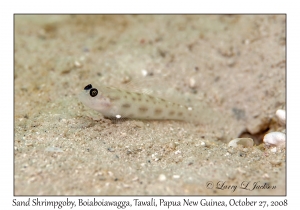 Sand Shrimpgoby