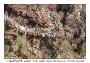 Winged Pipefish