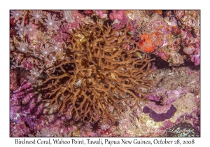 Birdnest Coral