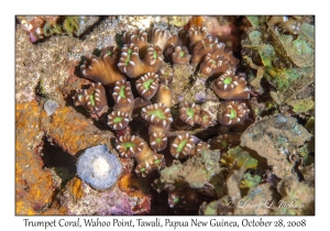 Trumpet Coral