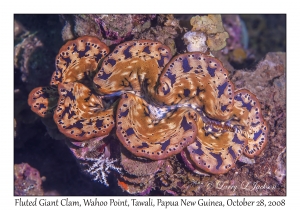 Fluted Giant Clam