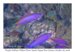 Purple Anthias