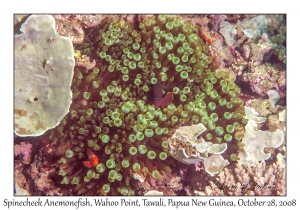 Spinecheek Anemonefish