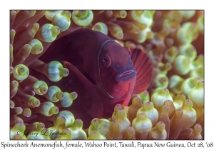 Spinecheek Anemonefish female