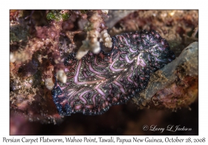 Persian Carpet Flatworm