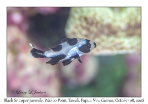 Black Snapper juvenile