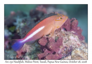 Arc-eye Hawkfish