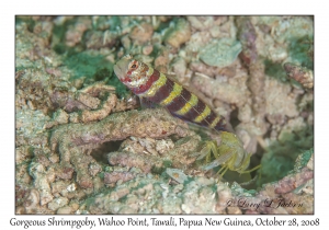 Gorgeous Shrimpgoby