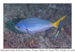 Yellowtail Fusilier & Bicolor Cleaner Wrasse terminal phase