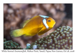 White-bonnet Anemonefish