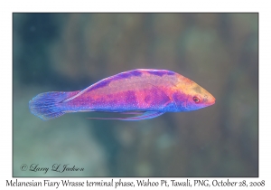 Melanesian Fairy Wrasse terminal phase