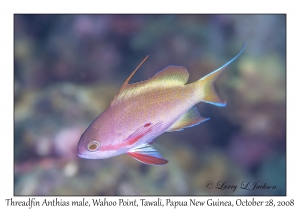 Threadfin Anthias male