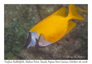 Foxface Rabbitfish