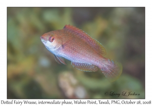 Dotted Fairy Wrasse intermediate phase