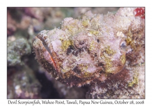 Devil Scorpionfish