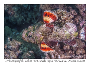 Devil Scorpionfish