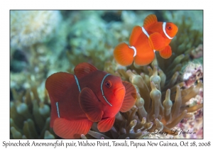 Spinecheek Anemonefish pair