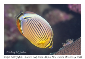 Redfin Butterflyfish