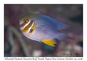 Yellowtail Damsel