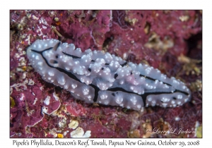 Pipek's Phyllidia