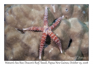 Watson's Sea Star