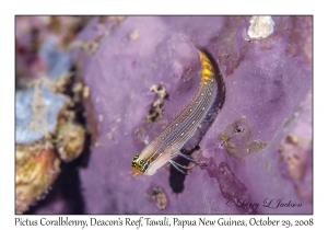 Pictus Coralblenny