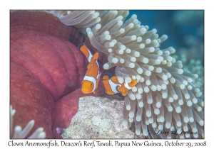 Clown Anemonefish