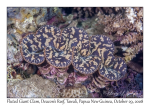 Fluted Giant Clam