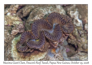 Maxima Giant Clam