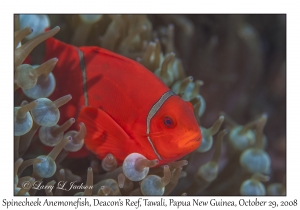 Spinecheek Anemonefish female