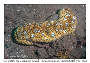 Eye-spotted Sea Cucumber