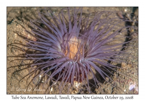 Tube Sea Anemone