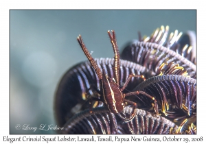 Elegant Crinoid Squat Lobster