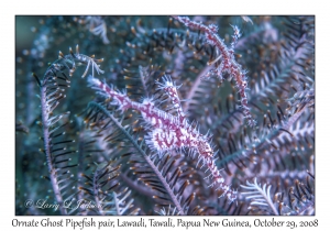 Ornate Ghost Pipefish pair