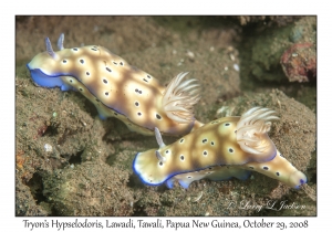 Tryon's Hypselodoris