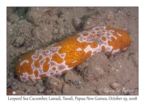 Leopard Sea Cucumber