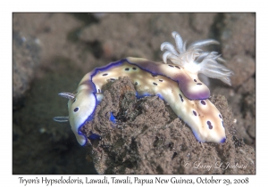 Tryon's Hypselodoris