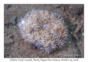 Chalice Coral