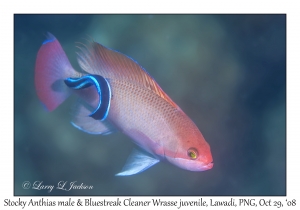 Stocky Anthias male & Bluestreak Cleaner Wrasse juvenile phase